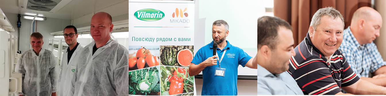 vilmorin mikado