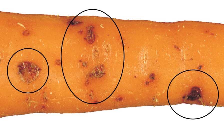 Рисунок 1 Морковь пораженная питиумом.