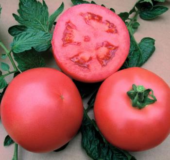 Alezi Tomato Vilmorin