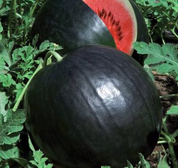Watermelon Vilmorin