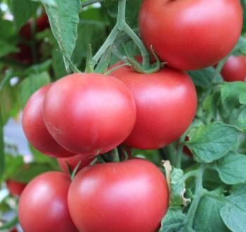 Amphion Tomato Vilmorin