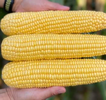 Фото нескольких початков кукурузы в руках