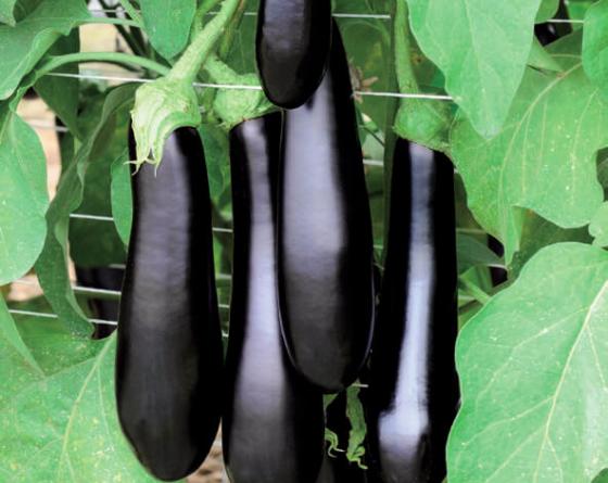 Eggplant Karataya Vilmorin