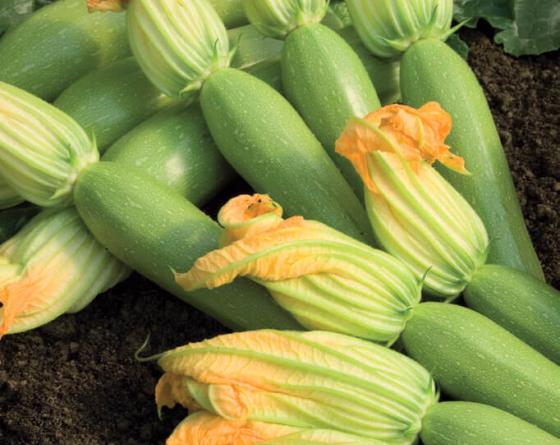 Squash Vilmorin