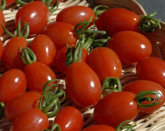 Aligote Tomato Vilmorin