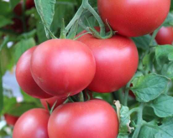 Amphion Tomato Vilmorin