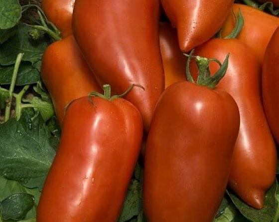 Cornabel Tomato Vilmorin