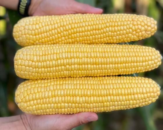 Фото нескольких початков кукурузы в руках