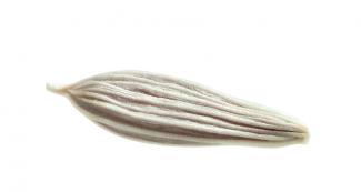 Lettuce Seed Vilmorin