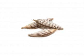 Lettuce Seed Vilmorin